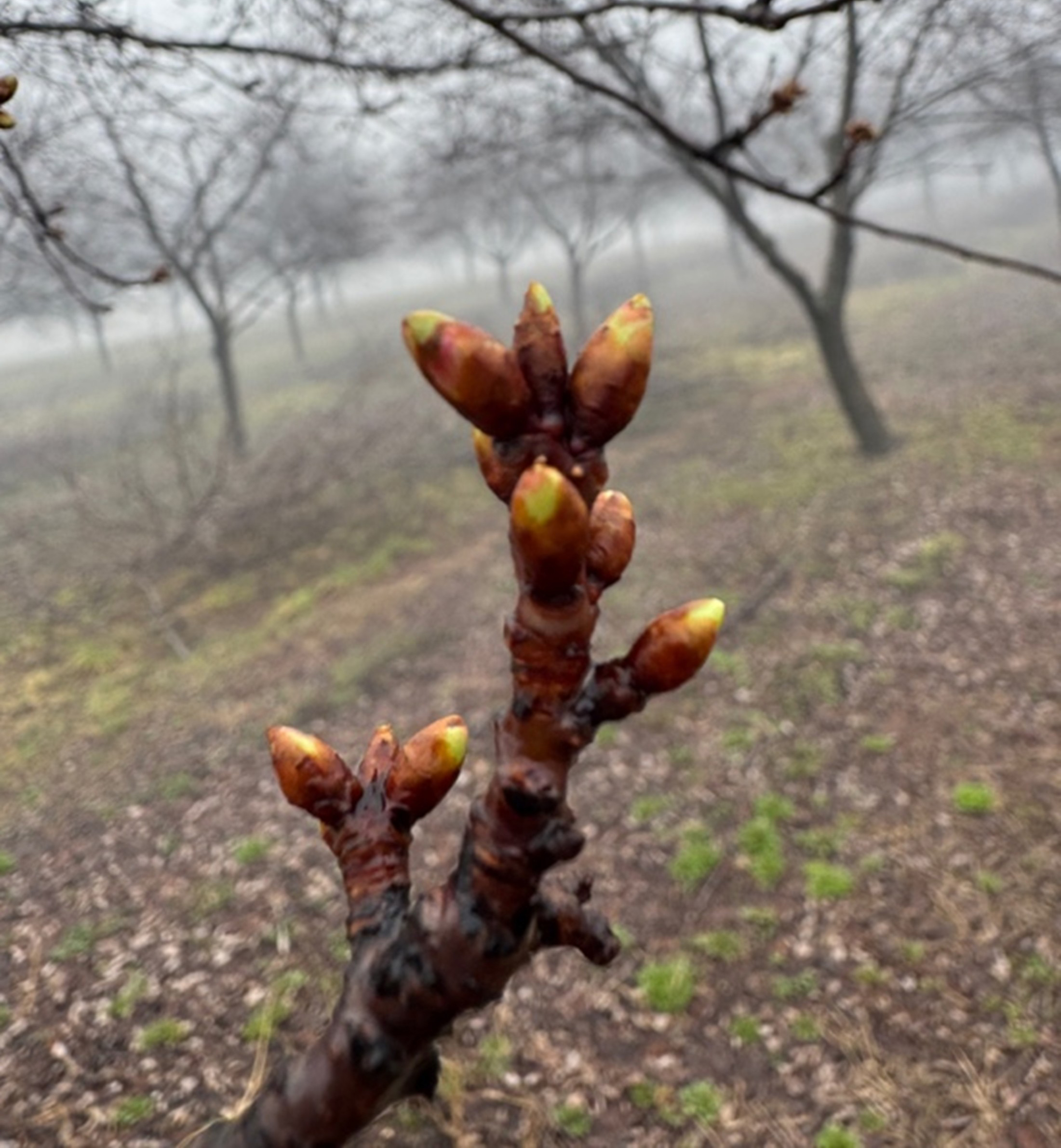 A closeup of Montmorency cherry buds.